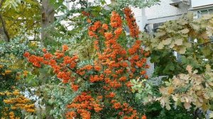 28=10=2025  ПВН  (19)