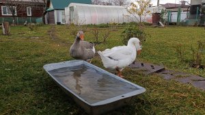 Гуси отжали купальню у бегунов🤭🪿🦆