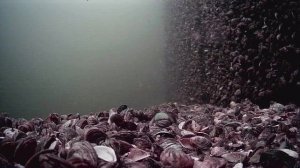 1000003851.mp4Волга гл.5м.29.10.2025г.