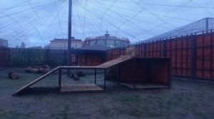 OLHQ7653 Шархан на пьедестале 29.10.2025 Видео от опекуна Светланы