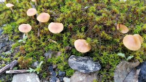 Как приготовить варенье из айвы / Пошли за грибами / Испекла пирог и пирожки /  Дачный влог