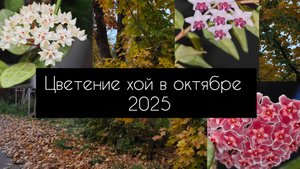 цветение хой в октябре 2025