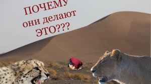 ЭТО НЕВЕРОЯТНО! 10 СЛУЧАЕВ КОГДА ДИКИЕ ЖИВОТНЫЕ СПАСАЛИ ЧЕЛОВЕЧЕСКУЮ ЖИЗНЬ!