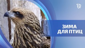 Центр реабилитации диких животных «Солнечная птица» получил президентский грант на развитие