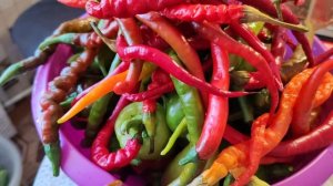 После отпуска столько дел дома и на даче!