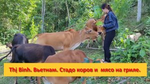 Thị Bình. Вьетнам. Стадо коров и  мясо на гриле с рисом Лам.