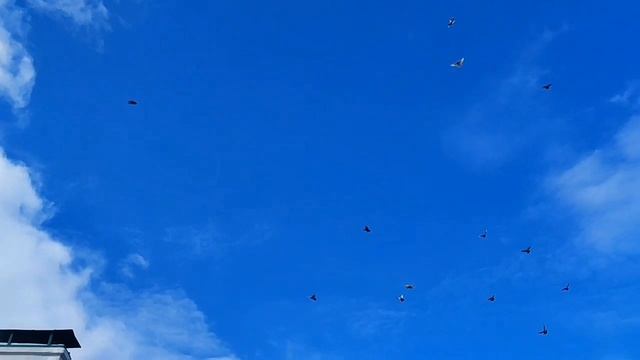 Агасиевские бойные голуби