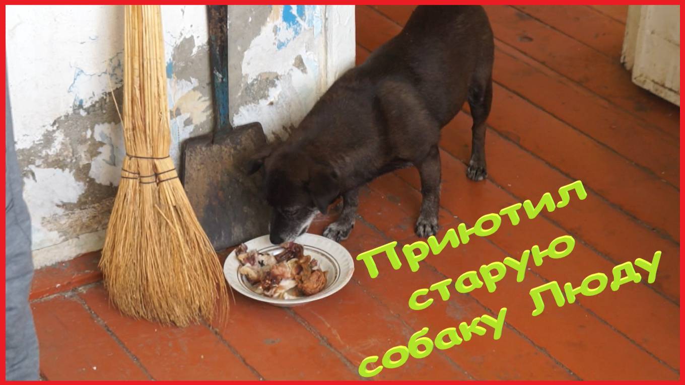 НОВЫЙ ДРУГ | ПРИЮТИЛ СТАРУЮ СОБАКУ ЛЮДУ | ЖИЗНЬ ОДИНОКОГО ЧЕЛОВЕКА