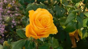 26=10=2025  ХБК -=- СБС  пвн   (258)