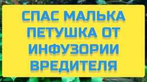 СПАС МАЛЬКА ПЕТУШКА ОТ ИНФУЗОРИИ ВРЕДИТЕЛЯ