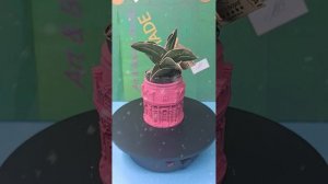 Кашпо из гипса ручная работа.