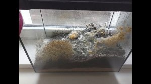 Нечаева, Дзезюра, Лаврентьева, Немцева. МОДЕЛИРОВАНИЕ ЗАМКНУТОЙ ЭКОСИСТЕМЫ КАК УСЛОВИЕ ОЗНАКОМЛЕНИ