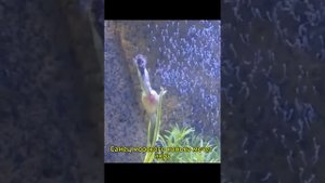 Нарезка смешных и интересных видео № 12