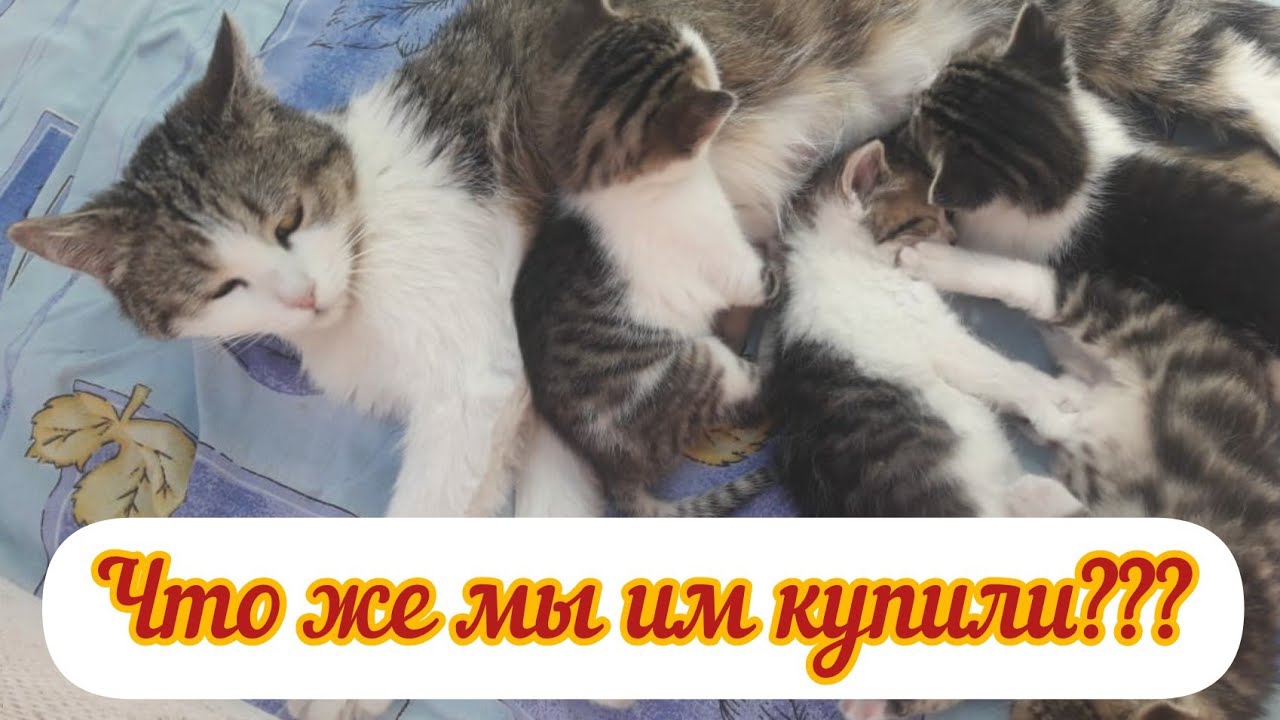VLOG: 23.05.2021 г.  Что же мы купили котятам?