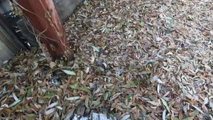 Вечерняя прогулка №52. 😊