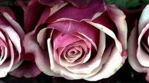 Свойства розовой воды