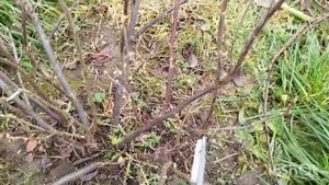 Осенняя обрезка и формировка чёрной смородины.