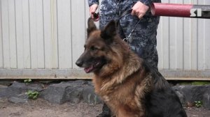 Москвичка спрятала наркотики в креме для обуви и попыталась пронести в рыбинскую колонию