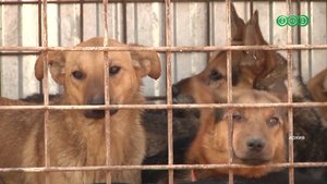 Уфимцы жалуются на бродячих собак в городе