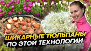 КОГДА И КАК ПРАВИЛЬНО САЖАТЬ ТЮЛЬПАНЫ ОСЕНЬЮ В ОТКРЫТЫЙ ГРУНТ Посадка многолетних луковичных цветов