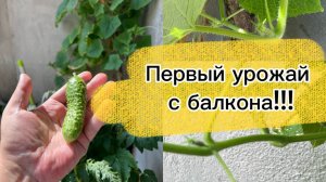 Первый урожай овощей с огорода на балконе!!!