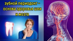 Как периодонт (зубные связки) влияет на здоровье шеи и мозга? Упражнения для укрепления зубов