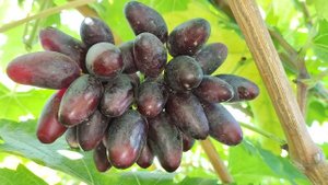 РОЗОВЫЙ ЗАКАТ НА ПАСЫНКАХ!!!🍇🍇🍇 Telegram, WhatsApp и Vlber +79528500417. ТЕЛ.+79054033245.