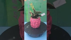 Кашпо из гипса ручная работа.