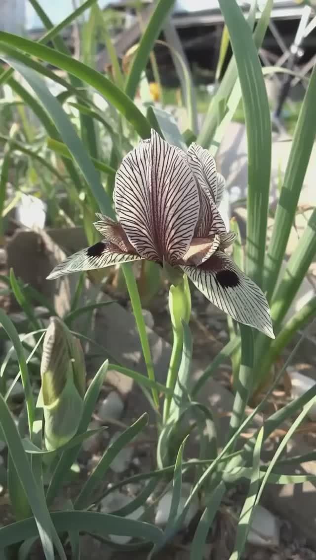 iris helena (Ирис Елены) (iris acutiloba ssp. lineolata)
