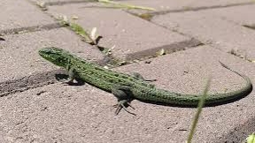 Зеленая красавица дала заснять себя на видео. Братья наши меньшие - Ящерица