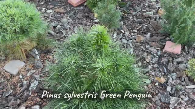 Pinus sylvestris Green Penguin