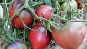 ЛУЧШИЕ СОРТА ТОМАТОВ НА 2026 ГОД!