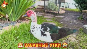 Забавные утки мускусные и пекинские на свободном выгуле со своими друзьями ч.(268) ❣️🤗😂
