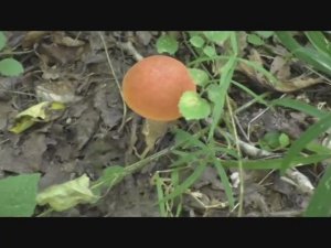 Какой лес, такие и грибы! Подосиновики и Мухоморы жемчужные,  Валуи и Плютеи.