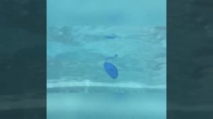 Видео от МЯУтаверс – как метавселенная, но с котами