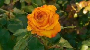 26=10=2025  ХБК -=- СБС  пвн   (260)