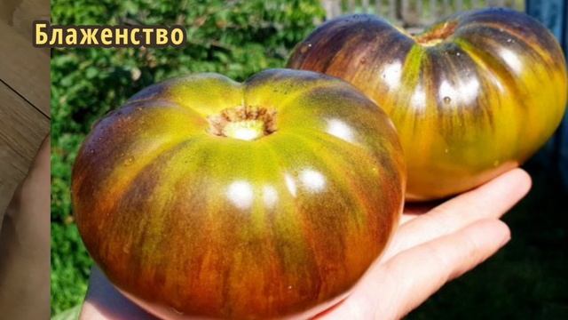 ЛУЧШИЕ СОРТА ТОМАТОВ НА 2026 ГОД!