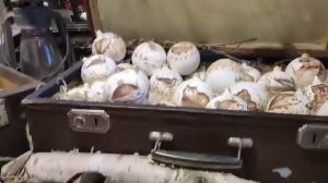 Мастерская новогодних игрушек Рождественское яблоко в Великом Новгороде