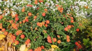 28=10=2025  ПВН  (99)