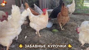 Забавные курочки несушки на сельском подворье 🤗😂😜 (4)