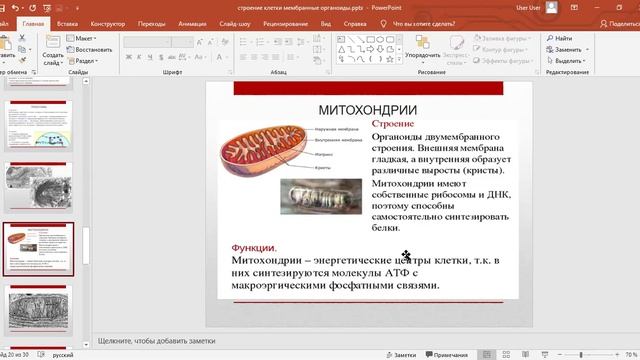 мембранные органоиды