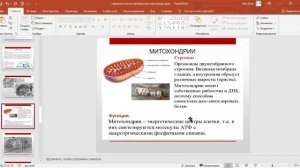 мембранные органоиды