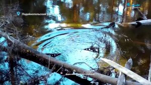 Брачная песня свистунка, водные процедуры норки и «геральдический» баклан