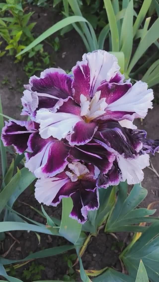 ирис шестифолый CLYDESDALE (Marky⧸Smith, 2013)