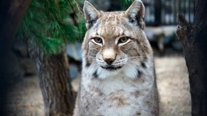 Ласковое утро у сибирских рысей Лекса и Бусинки.