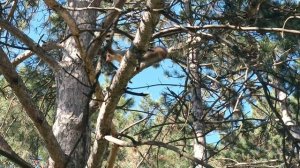 Белочки в парке