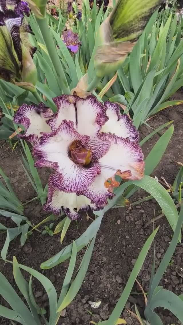 ирис шестифолый ONE IN A MILLION (Один на миллион) (T. Johnson, 2023)