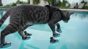 Кот идет по воде