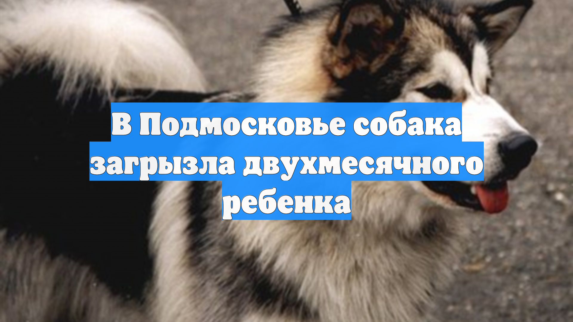 В Подмосковье собака загрызла двухмесячного ребенка смотреть онлайн
