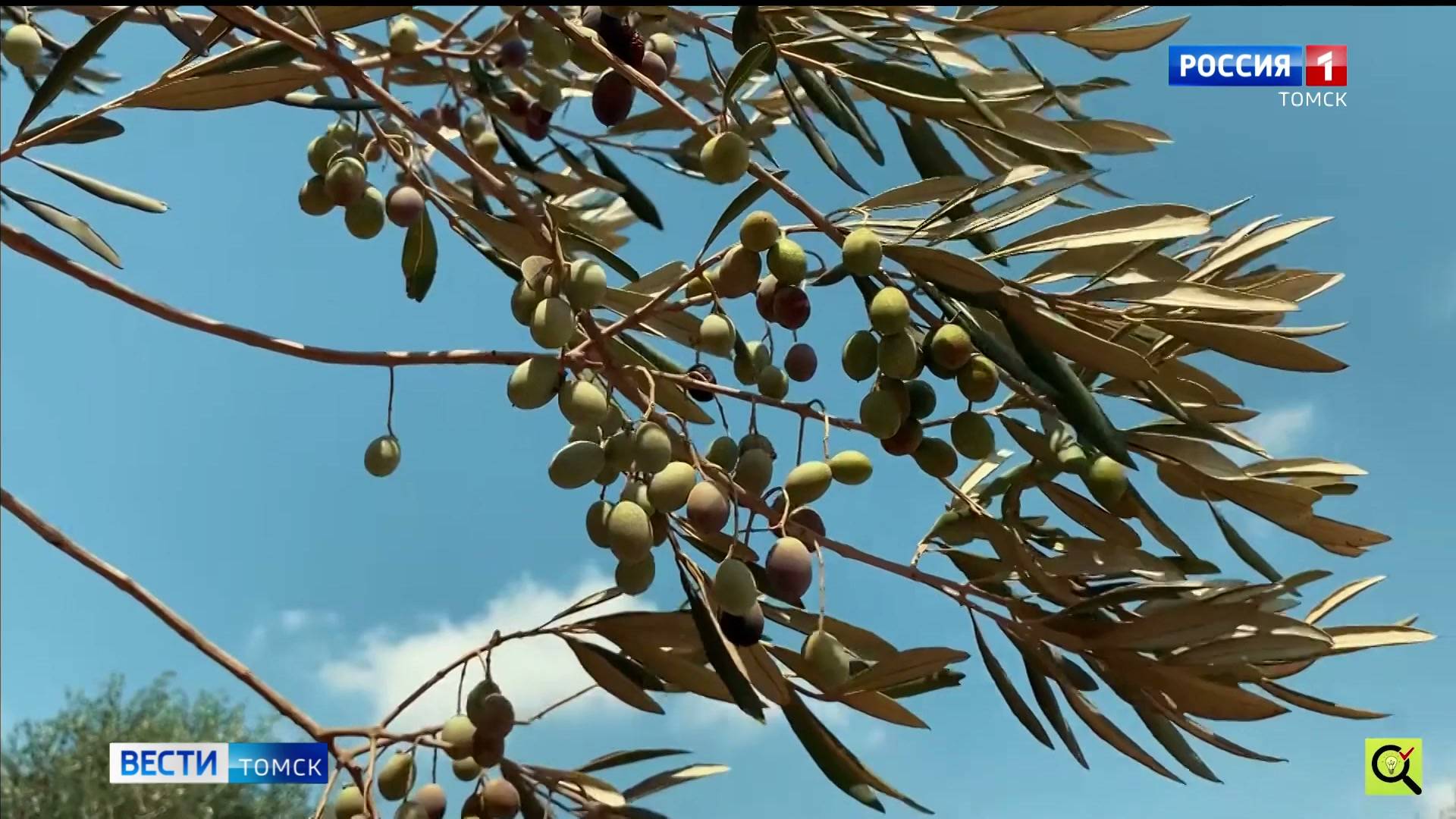 Вести-Томск, выпуск от 29.10.2025 11:30